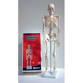 Esqueleto de85 cm
