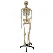 Esqueleto humano 180cm - 48000092